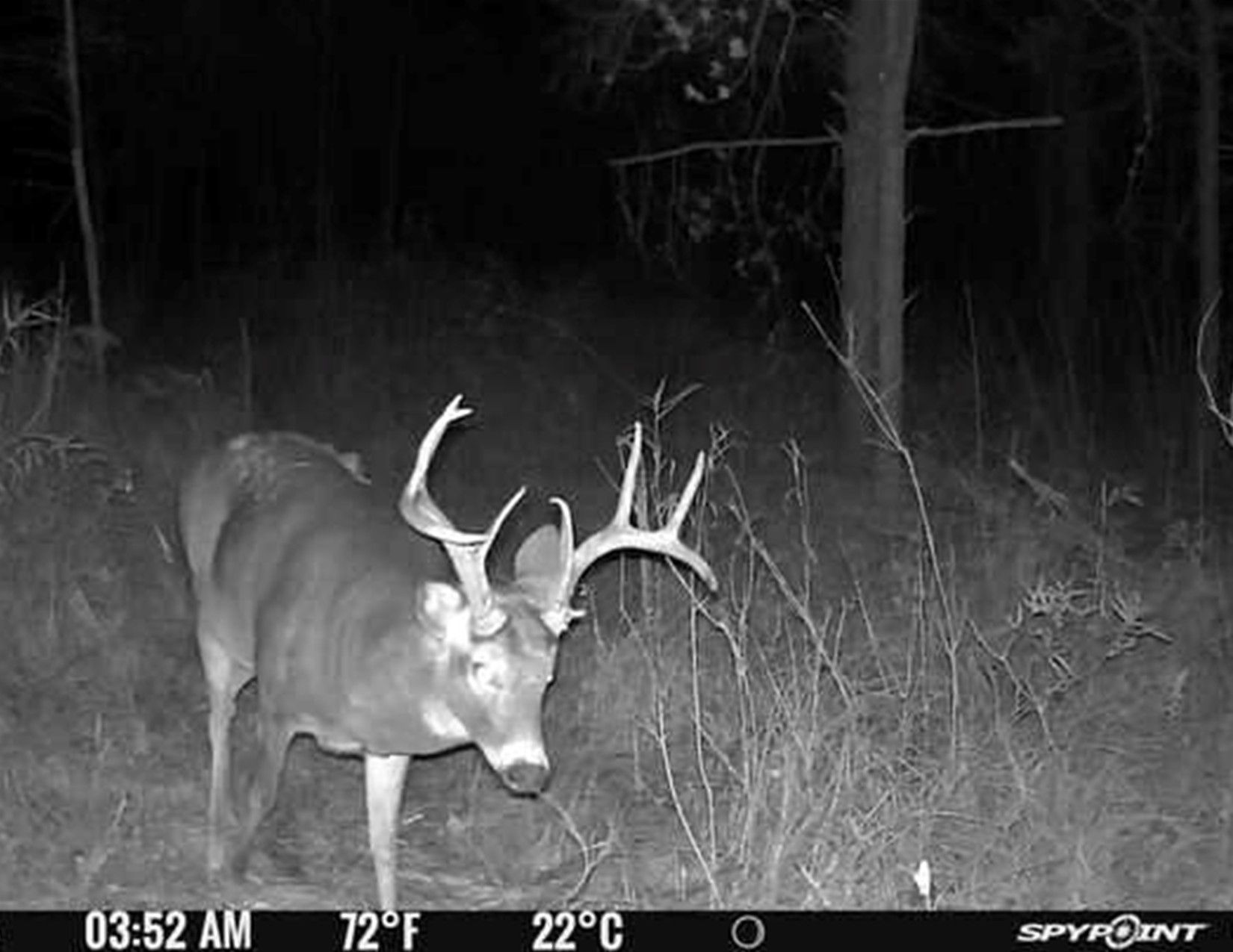 Listing Photo: Trail Camera Photo12